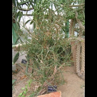 Opuntia leptocaulis (fam Cactacees) (Mexique, S-O des USA) (1)